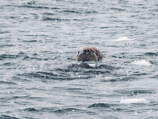 Wildlife photography in Arctic polar region. Walrus head sticking out of the freezing arctic water with drifting ice. Grey, blue, brown, white, cold tone © Nostromo Trykowski