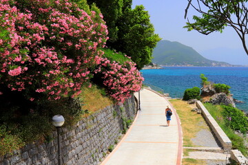 Girl walks along seashore in resort town of Herceg Novi, Montenegro, on Kotor Bay. Pink oleander and old fortress, summer rest, Herceg Novi landscape - obrazy, fototapety, plakaty