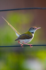 Common tailorbird 