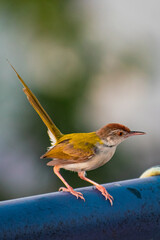 bird on a wire