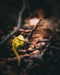 spider on the ground © Krystian