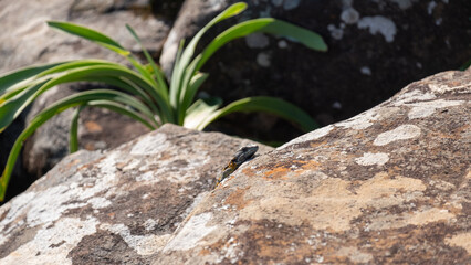 Hogsback Mountain Forest, Alice Eastern Cape