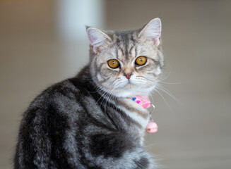 Thailand Zoos and Zoo Animals and Pets, 