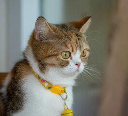 Thailand Zoos and Zoo Animals and Pets, 