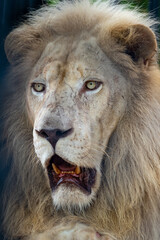 Obraz premium Thailand Zoos and Zoo Animals and Pets, 