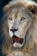 Obraz premium Thailand Zoos and Zoo Animals and Pets, 
