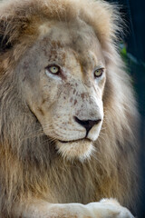 Thailand Zoos and Zoo Animals and Pets, 