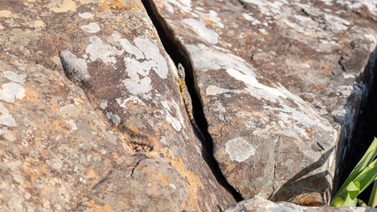 Hogsback Mountain Forest, Alice Eastern Cape