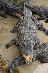 Thailand Zoos and Zoo Animals and Pets, 
