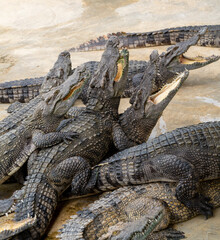 Thailand Zoos and Zoo Animals and Pets, 