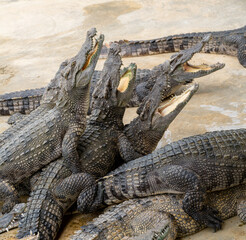 Thailand Zoos and Zoo Animals and Pets, 