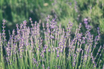 Blossoming lavender on a field, beautiful purple flowers of a healing herb, natural outdoor floral background
