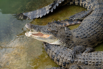 Thailand Zoos and Zoo Animals and Pets, 