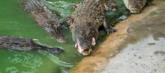 Thailand Zoos and Zoo Animals and Pets, 