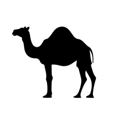 camel silhouette illustration 