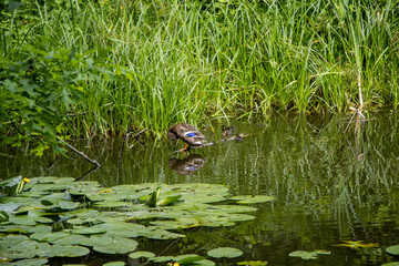 duck in the pond
