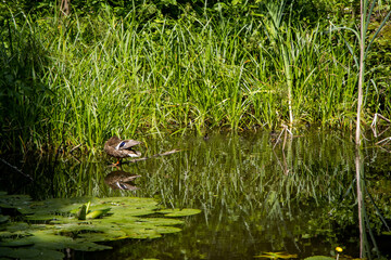 duck in the pond