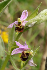 ophrys x albertiana (o. apifera x fuciflora)