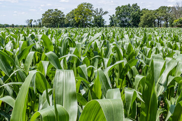 Fototapeta premium Lush, green leaves of field corn with trees in the background on a sunny day.