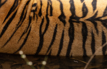 Closeup of a tiger coat, Tadoba Andhari Tiger Reserve, India