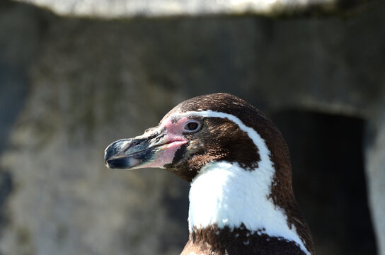 Zwergpinguin