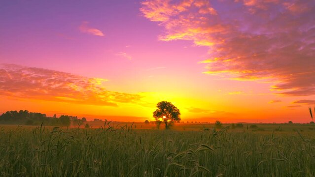 Beautiful purple and yellow sunrise light glowing over the misty ryefield 4K. Rural scene view on the colorful pink sky clouds, calm horizon scene, wide shot,panning,real time,ultra hd. ProRes 422 HQ