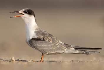 Closeup of a White-cheeked Tern chick, Bahrain
