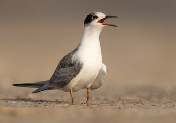 Portrait of a White-cheeked Tern chick at Tubli coast, Bahrain