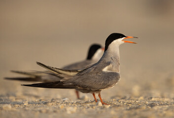 White-cheeked Terns perched on the ground at Tubli, Bahrain