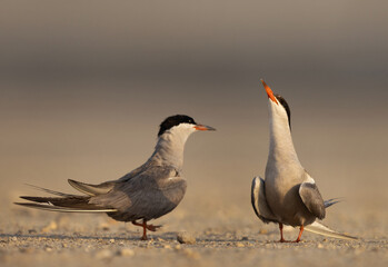 Courtship dance of White-cheeked Terns at Tubli, Bahrain