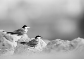White-cheeked Terns perched on rock at the coast of Tubli, Bahrain