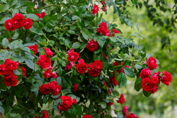 Beautiful red climbing rose Flammentanz in the garden of roses. Blooming Roses on the Bush. Growing...