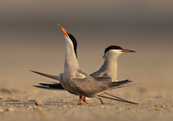 Courtship dance of a pair of White-cheeked Tern at Tubli, Bahrain