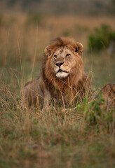 Portrait of a Lion taken in the early morning at Masai Mara, Kenya