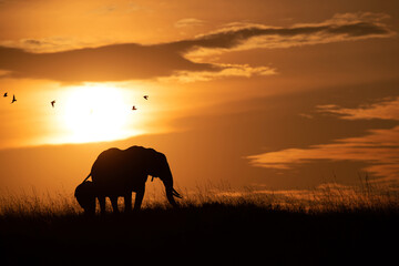 Silhouette of mother and calf grazing with birds flying at the backdrop during sunset, Masai Mara,...