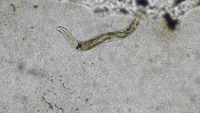 nematode microorganisms parasite in a sample