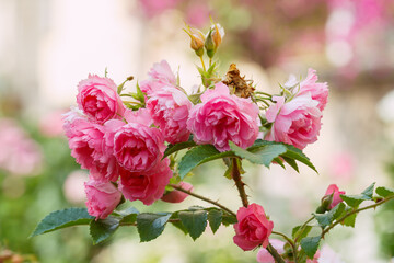 Beautiful roses bush in rose garden