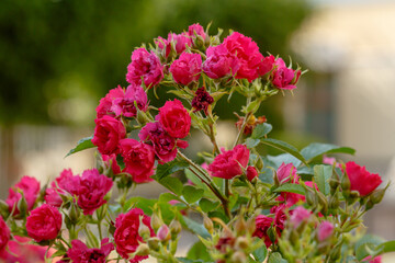 Beautiful roses bush in rose garden