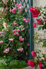 Fototapeta na wymiar Beautiful climbing rose in the garden of roses. Blooming Roses on the Bush. Growing roses in the garden