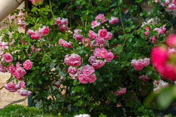 Obraz premium Beautiful roses bush in rose garden