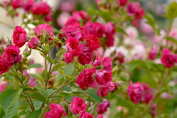 Beautiful Rose pink grootendorst in garden