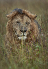Closeup of  wet Lion during rain at Masai Mara, Kenya