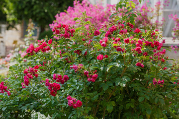 Fototapeta na wymiar Beautiful roses bush in garden