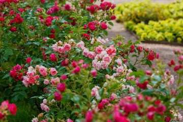 Fototapeta premium Beautiful roses bush in rose garden