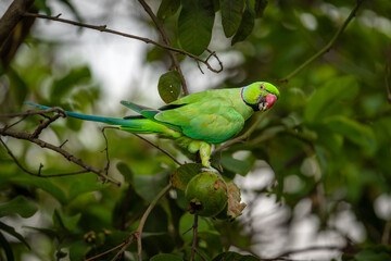 Rose-Ringed Parakeet (Psittacula krameri), Parrot