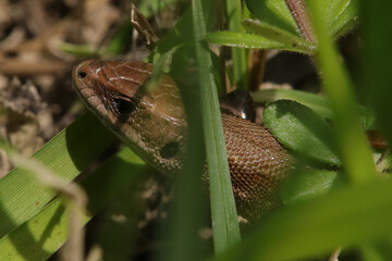 Lézard vivipare (zootoca vivipara)