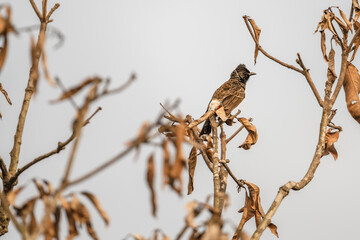 Red-vented Bulbul (Pycnonotus cafer)