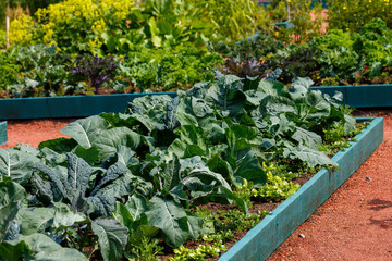 A vegetable garden with raised beds and assorted vegetables