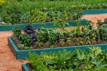 A vegetable garden with raised beds and assorted vegetables