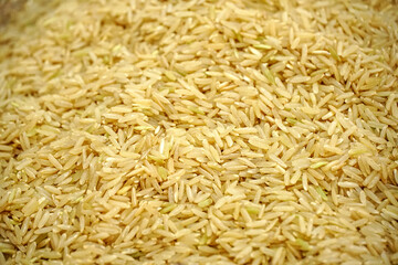 Seeds of dried Brown Rice (Surin jasmine organic unpolished rice), Thai rice varieties are famous and agricultural products for export, readly for cooking,pattern close-up,background
